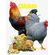 Chicken-Coloring-Book-for-Kids
