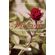 Amor-e-Sonhos---A-separacao-do-grande-amor
