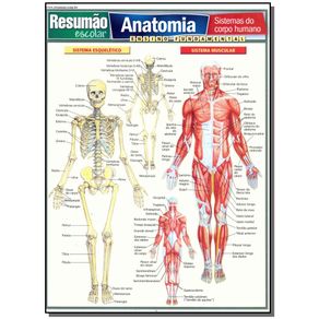 Resumao-Escolar---Anatomia