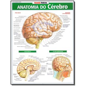Resumao---Anatomia-do-Cerebro