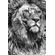 Biblia-NTLH-YouVersion-The-Lion-P-B