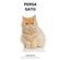 Persa--Gato-