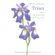 A-Guide-to-Species-Irises