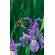 Petite-Wild-Blue-Iris-Journal