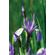 Wild-Blue-Iris-Journal