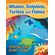 Whales-Dolphins-Turtles-and-Fishes