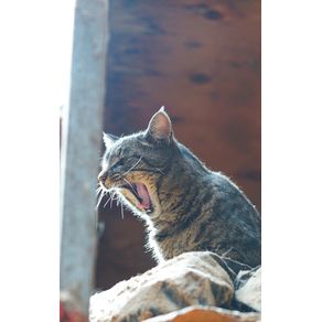 Kids-Petite-Barn-Cat-Journal---Volume-Two