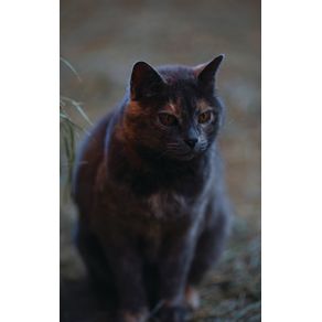 Kids-Petite-Barn-Cat-Journal