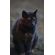 Kids-Petite-Barn-Cat-Journal