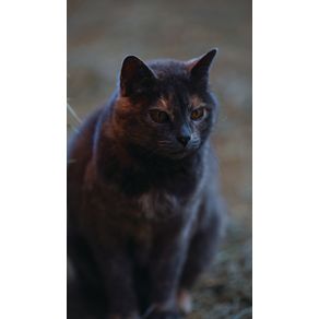 Kids-Petite-Barn-Cat-Journal
