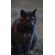 Kids-Petite-Barn-Cat-Journal
