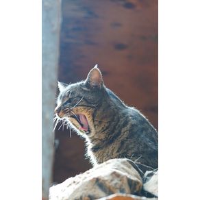 Kids-Petite-Barn-Cat-Journal---Volume-Two