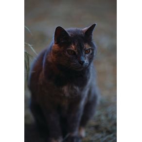 Kids-Petite-Barn-Cat-Journal