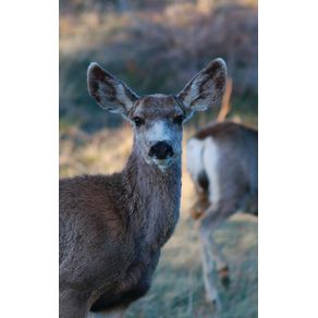 Kids-Petite-Deer-Journal
