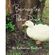 Barney-the-Pekin-Duck