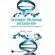 Carcinogens-DNA-Damage-and-Cancer-Risk