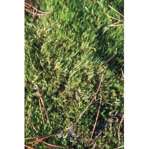 Autumn-Ground-I---Sweden---Photo-Art-Notebooks--6-x-9-series-