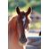 Kids-Equine-Photography-Book