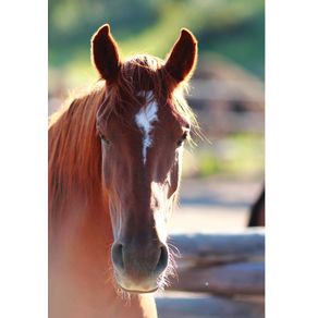 Kids-Equine-Photography-Book