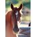 Kids-Equine-Photography-Book