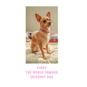 Pinky-The-Famous-Internet-Dog