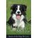 Dog-at-My-Feet