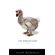 The-Hollywood-Dodo