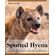 The-Spotted-Hyena