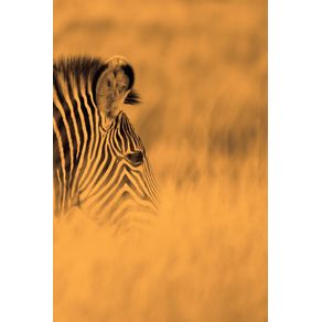 Alive--zebra-stripes---Sepia---Photo-Art-Notebooks--6-x-9-series-
