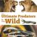 The-Ultimate-Predators-In-The-Wild