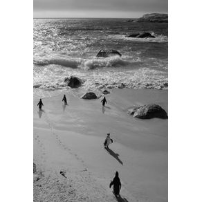Alive--little-penguin-friends---black-and-white---Photo-Art-Notebooks--6-x-9-series-